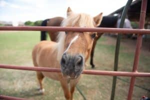 zoo animals at the zoo