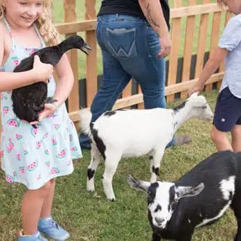 Traveling petting zoo rental with clean, interactive goats and sheep in San Tan Valley, AZ.