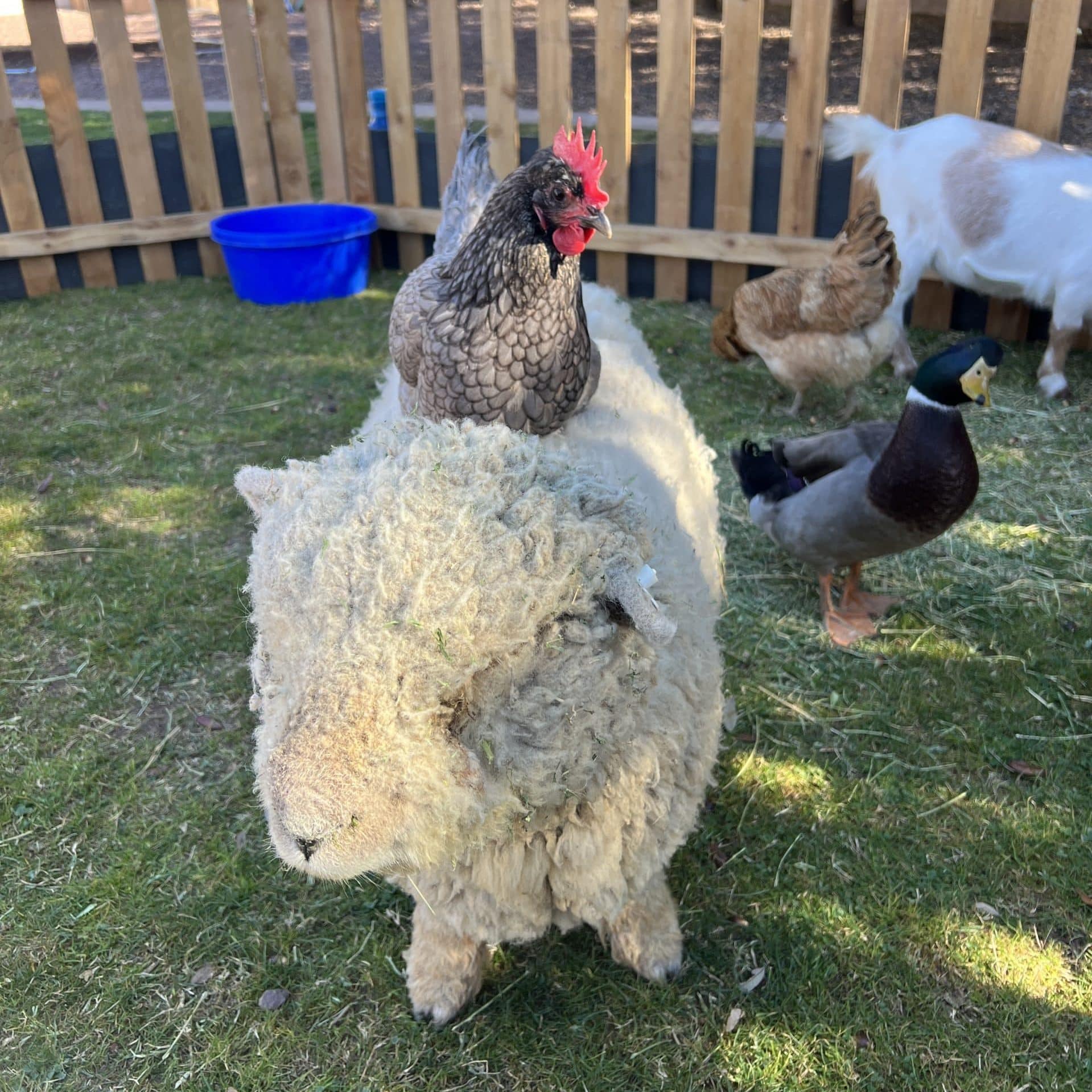 Petting Zoo in San Tan Valley