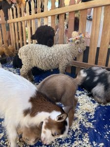 chandler petting zoo lamb alpaca