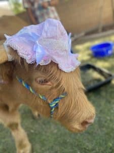 mini highland cow chandler