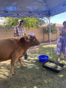 mini highland cow gilbert