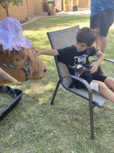 mini highland cow mesa