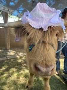 mini highland cow queen creek