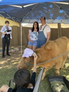 mini highland cow san tan valley